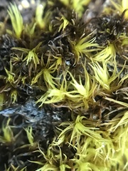 Racomitrium heterostichum