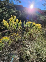 Ericameria laricifolia