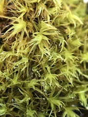 Racomitrium heterostichum