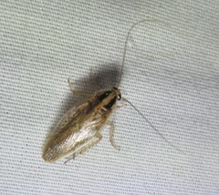 Blattella germanica