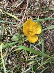 Ranunculus montanus