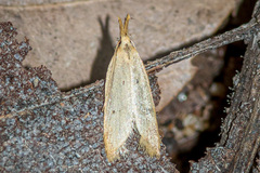 Schoenobiinae