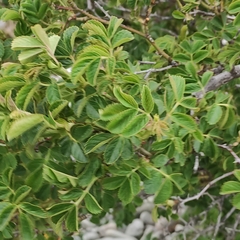 Rosa rubiginosa