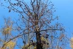 Carya laciniosa
