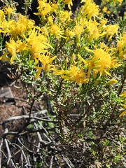 Ericameria laricifolia