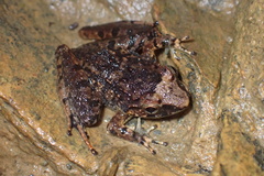 Limnonectes hascheanus