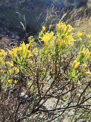 Ericameria laricifolia
