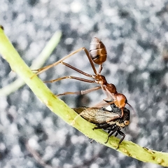 Nilautama minutispina