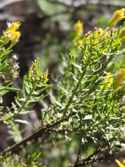 Ericameria laricifolia