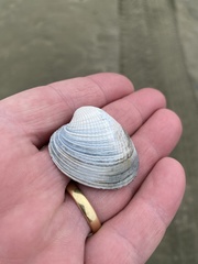 Austrovenus stutchburyi