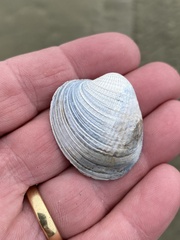 Austrovenus stutchburyi