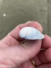 Austrovenus stutchburyi
