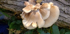 Pleurotus pulmonarius