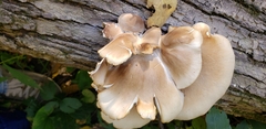 Pleurotus pulmonarius