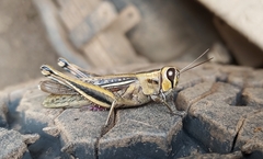 Eyprepocnemis plorans