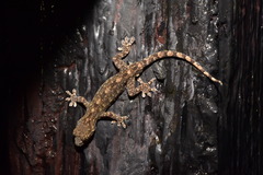 Gekko hokouensis