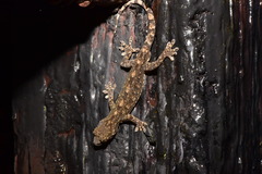 Gekko hokouensis