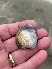 Austrovenus stutchburyi