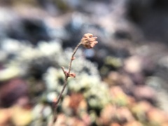 Saxifragales