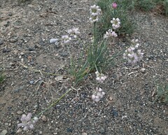 Allium mongolicum