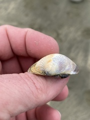 Austrovenus stutchburyi