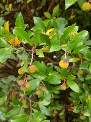 Arbutus unedo