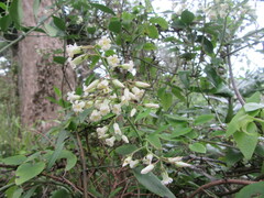 Parsonsia
