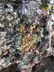 Saxifragales