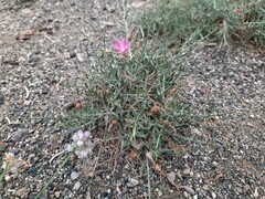 Convolvulus gortschakovii