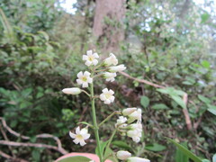 Parsonsia