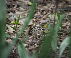 Hylocichla mustelina