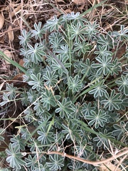 Lupinus albifrons