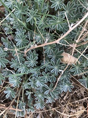 Lupinus albifrons
