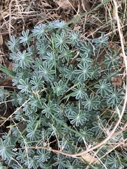 Lupinus albifrons