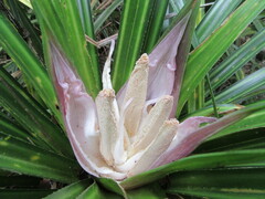Freycinetia banksii