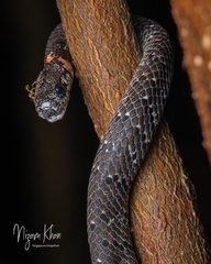 Pareas margaritophorus