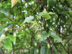 Clematis cunninghamii
