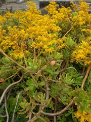 Sedum praealtum
