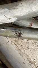 Steatoda grossa