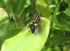 Helophilus antipodus