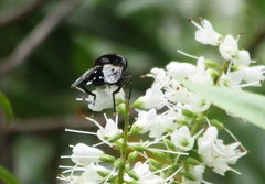 Helophilus cingulatus