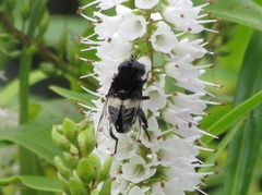 Helophilus cingulatus