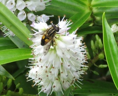Helophilus antipodus