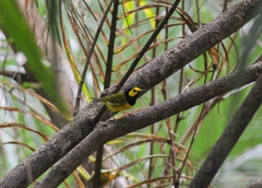 Setophaga citrina
