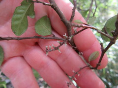Streblus heterophyllus