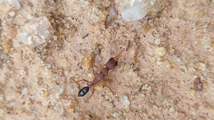 Harpegnathos saltator