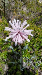 Petrophile linearis
