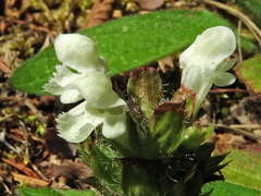 Prunella laciniata