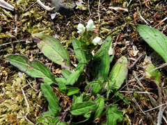 Prunella laciniata