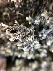 Racomitrium lanuginosum